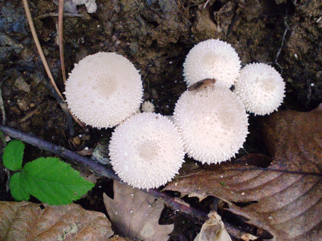 da determinare (bianco)